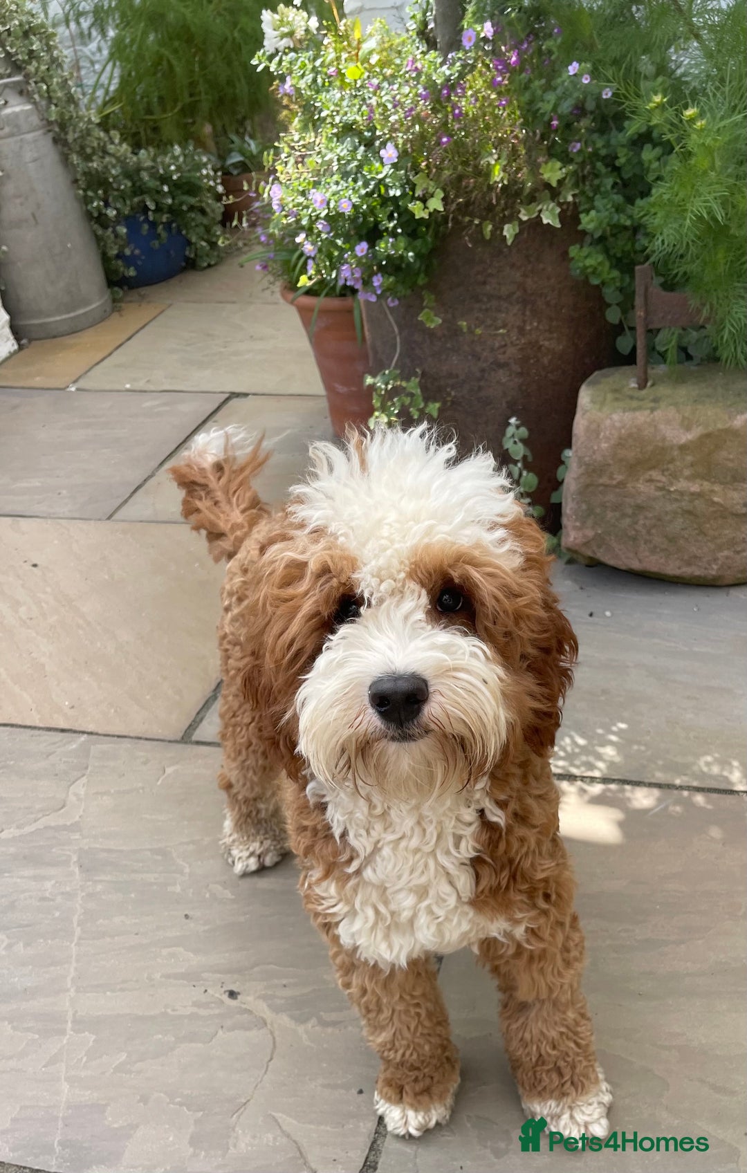 Australian Labradoodle dogs for stud: Australian Labradoodle Stud Dog  - Image 6