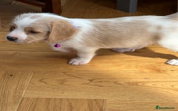 Mixed Breed dogs for sale: Beautiful Beagle X Cavapoo Puppies 🐾  - Image 19