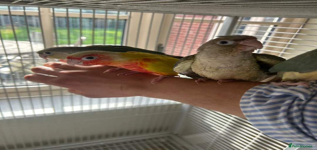 Gallery Image {{count}}