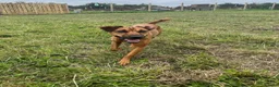 Patterdale Terrier dogs for sale: Patterdale terrier  - Advert 4