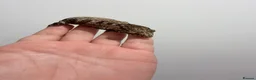 Gecko reptiles for sale: NEW CALEDONIAN GIANT GECKO JUNIORS  - Advert 2