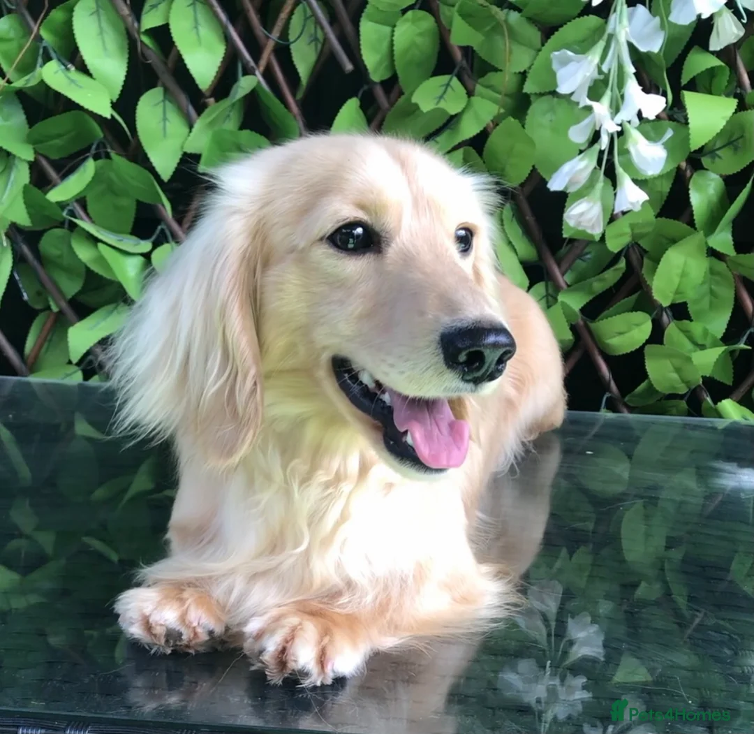 Miniature Dachshund dogs for stud: Cream Miniature Longhaired Dachshund  - Advert 1