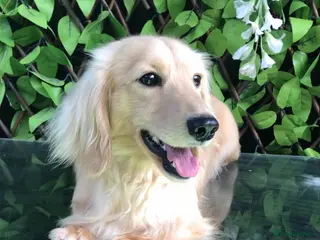 Miniature Dachshund dogs Cream Miniature Longhaired Dachshund in Upminster - Advert 15