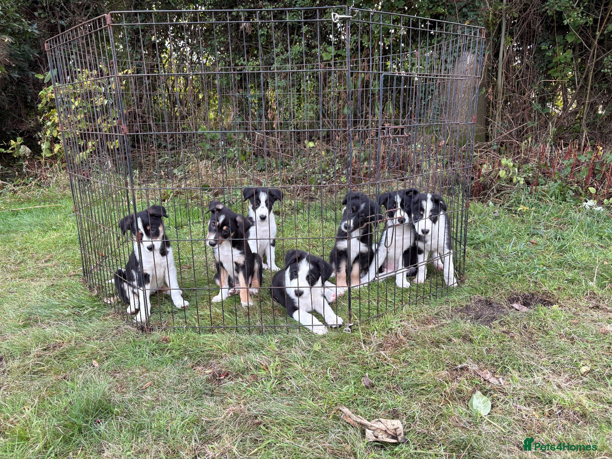 Border Collie dogs Border Collie puppies  - Advert 1