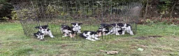 Border Collie dogs for sale: Border Collie puppies  - Advert 1