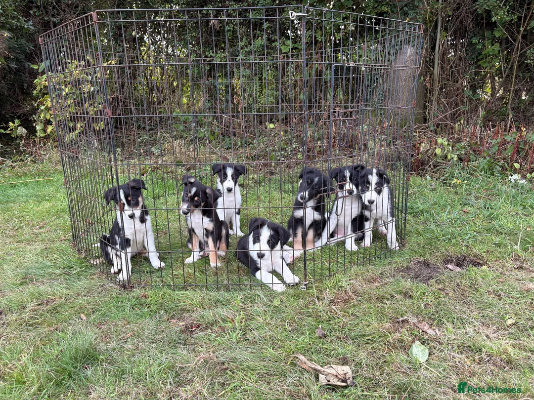 Border Collie dogs for sale: Border Collie puppies  - Advert 1