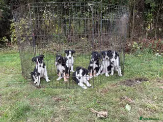 Border Collie dogs Border Collie puppies - Advert 1