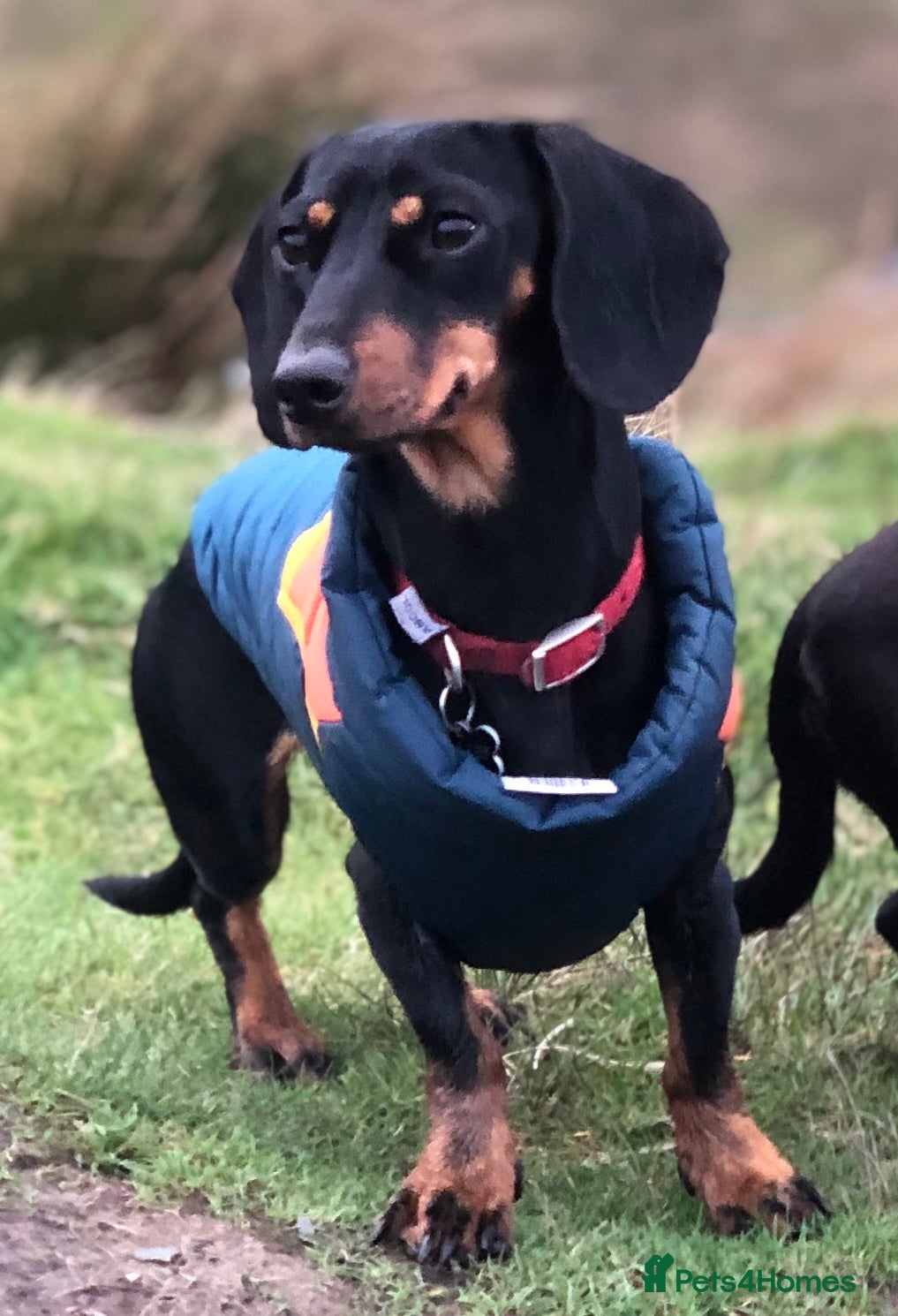 Dachshund dogs Beautiful Dachshund Litter - Advert 3