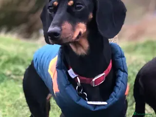 Dachshund dogs Beautiful Dachshund Litter - Advert 3