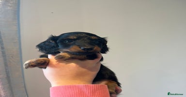 Miniature Dachshund dogs 🌟 KC registered longhair miniature dachshunds  - Advert 11