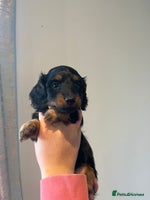 Miniature Dachshund dogs 🌟 KC registered longhair miniature dachshunds - Advert 11