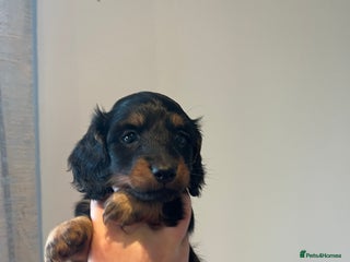 Miniature Dachshund dogs 🌟 KC registered longhair miniature dachshunds - Advert 9