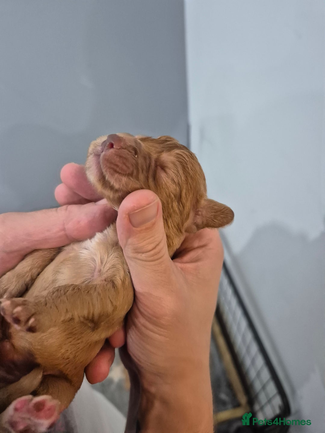 Cocker Spaniel dogs for sale: Cocker Spaniel Puppies - Image 6