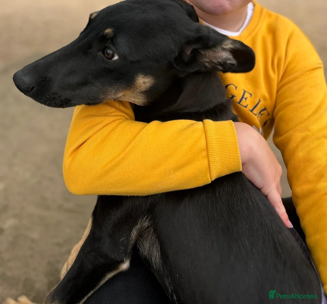 Lurcher dogs for sale: Amara fun loving very energetic pup - Advert 6