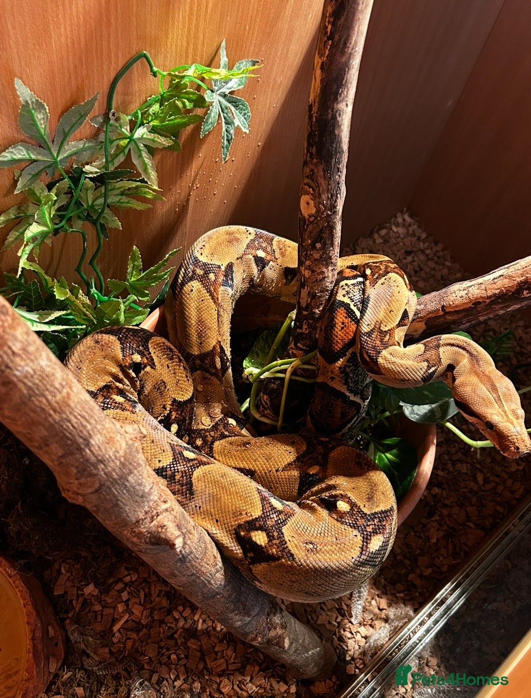 Boa Snake reptiles for sale: 6 foot boa  - Image 2
