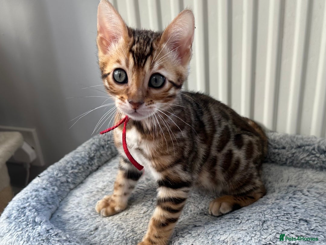 Bengal cats for sale: Beautiful Bengal babies ready this weekend  - Advert 10