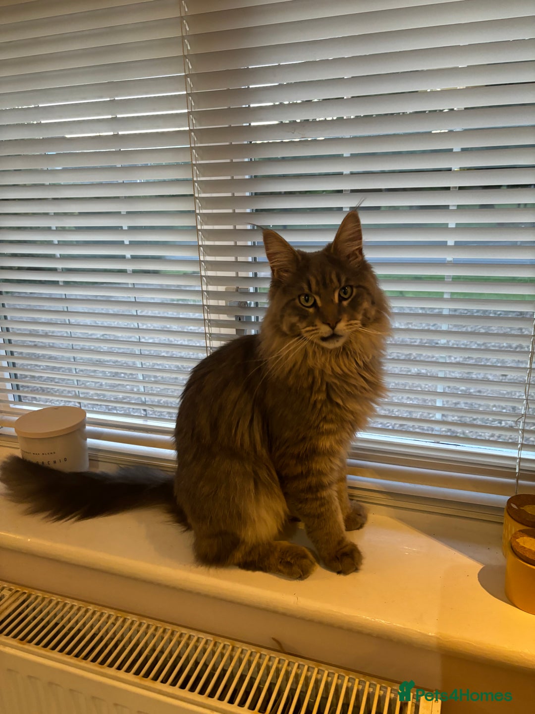 Maine Coon cats for sale: Gorgeous Maine Coone  - Advert 2