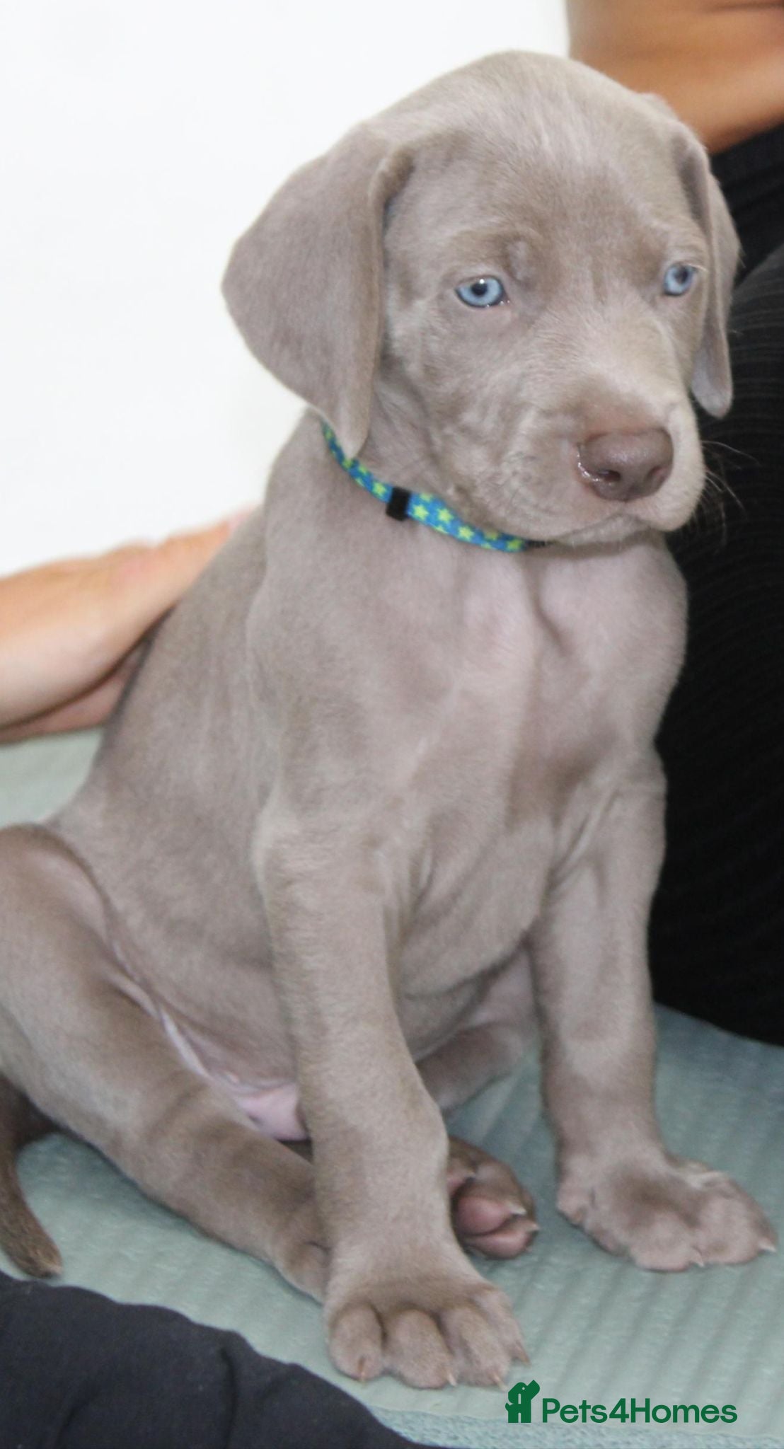 Weimaraner dogs Stunning pedigree puppies, London, ready 18 Sep - Advert 4