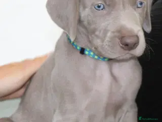 Weimaraner dogs Stunning pedigree puppies, London, ready 18 Sep - Advert 4
