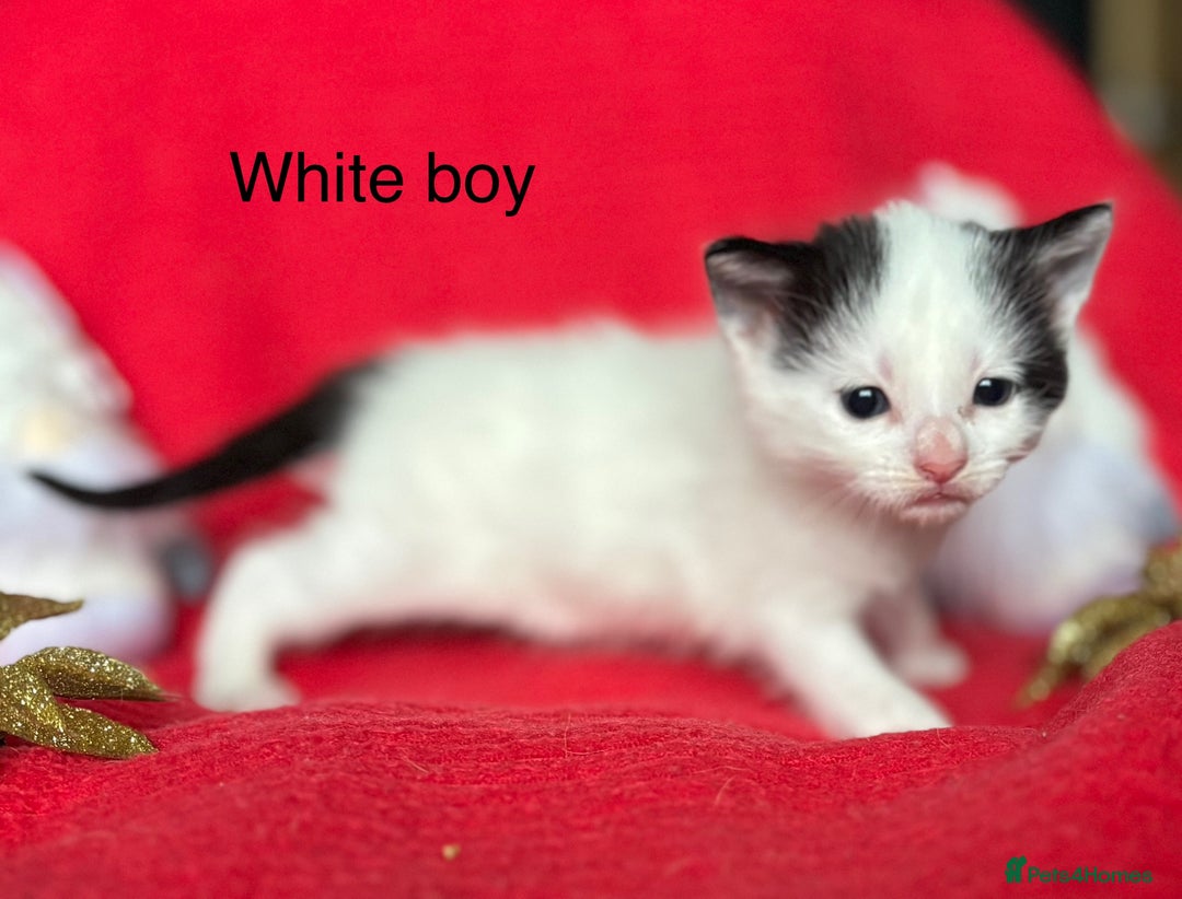Mixed Breed cats for sale: Black and White fluffy kittens  - Advert 10