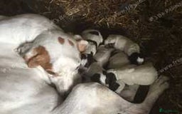 German Shorthaired Pointer dogs for sale: Pointers - Advert 2