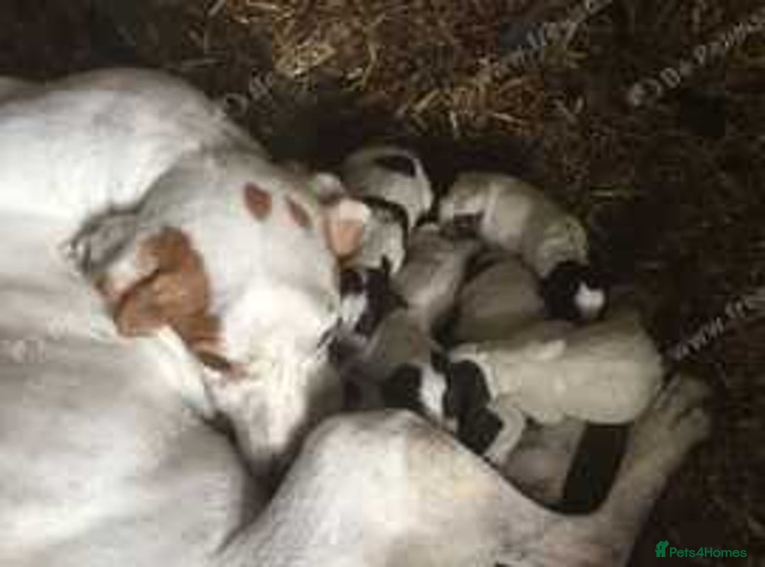 German Shorthaired Pointer dogs for sale: Pointers - Advert 2