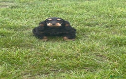 Cocker Spaniel dogs for sale: Sadly back available stunning show boy - Image 15