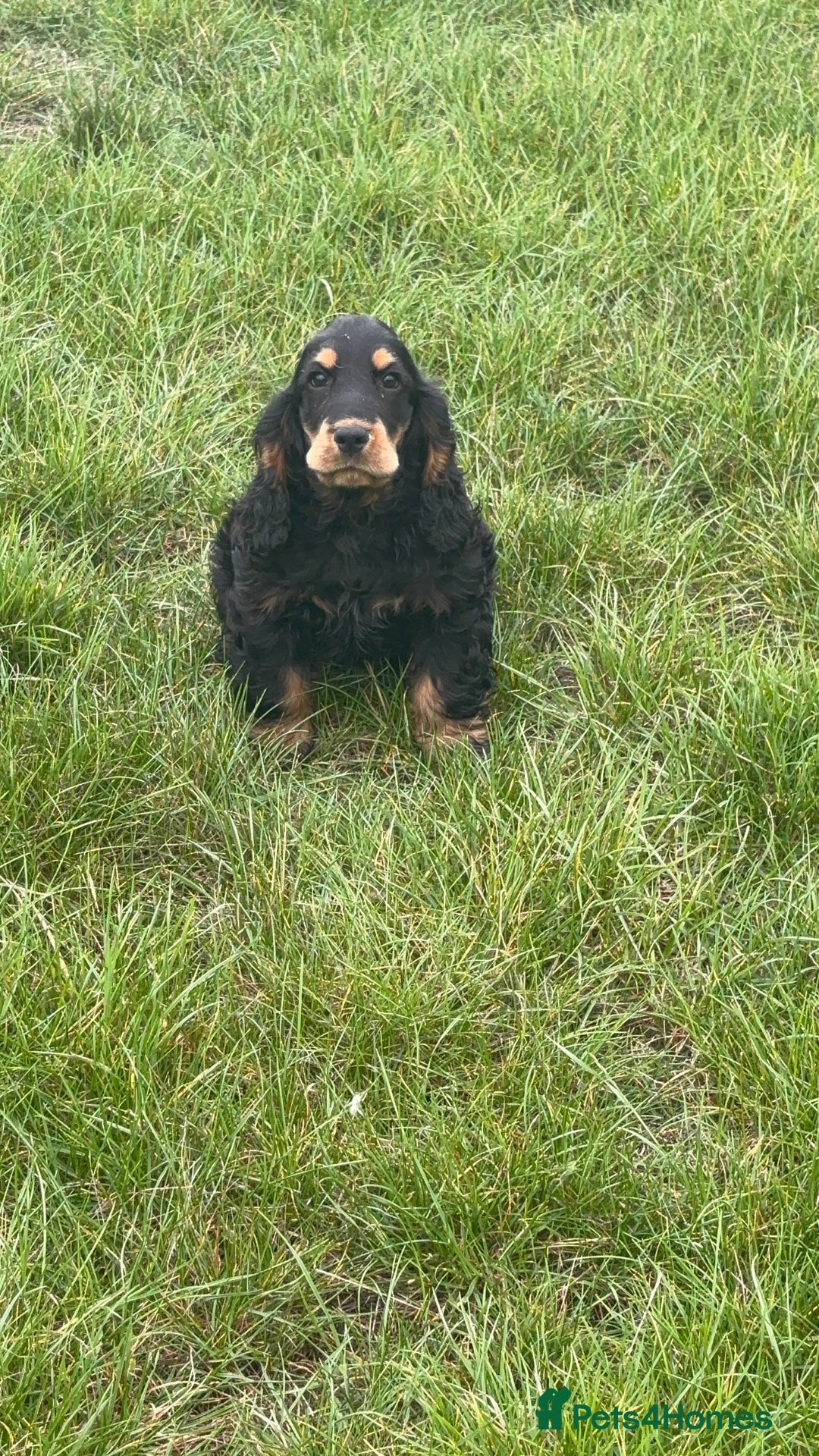 Cocker Spaniel dogs for sale: Sadly back available stunning show boy - Image 15