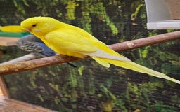 Budgerigars birds for sale: Young budgerigars for sale. - Image 14