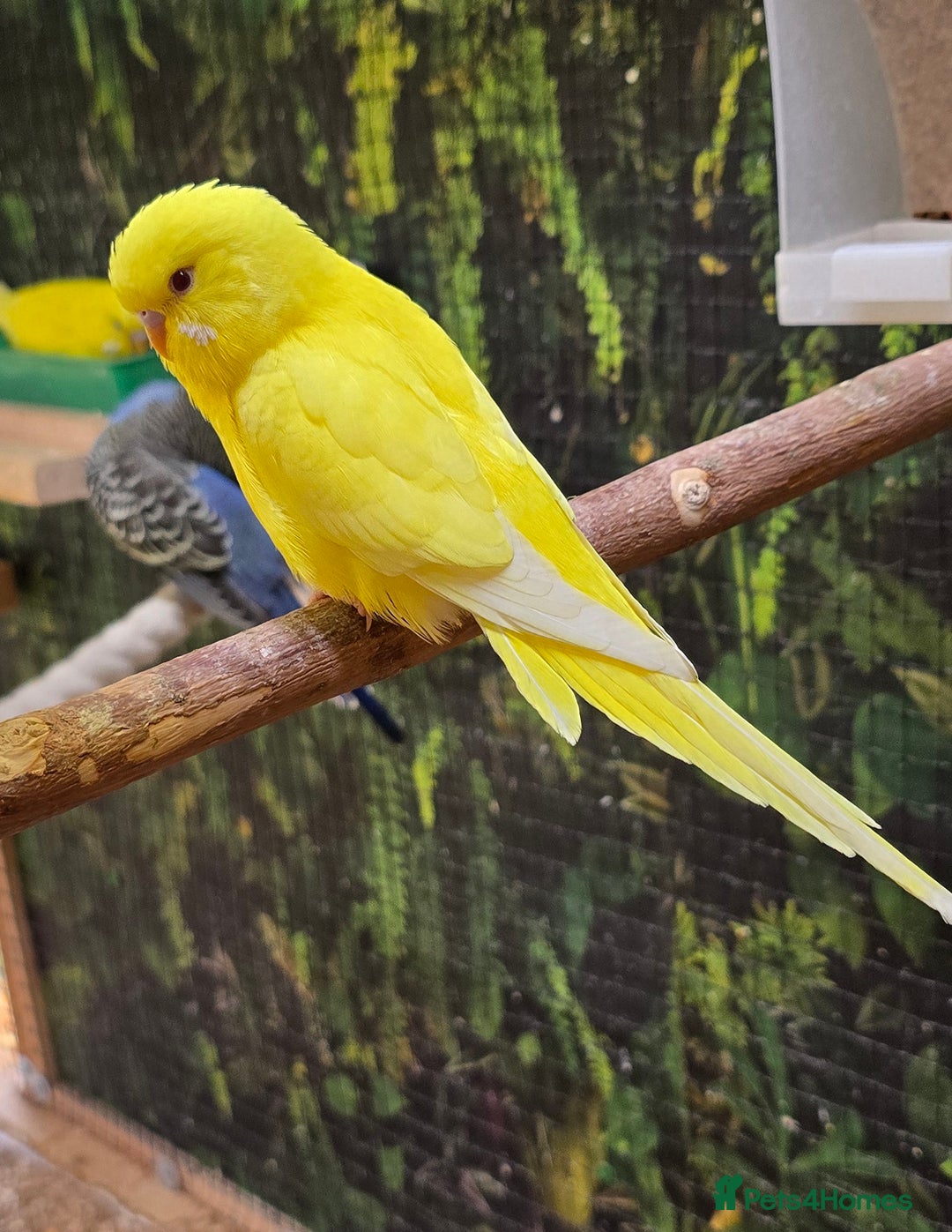 Budgerigars birds for sale: Young budgerigars for sale. - Image 14