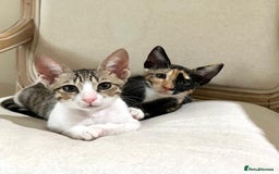 Arabian Mau cats for adoption: Pair of Indoor-Only Kittens for Adoption Together - Image 1
