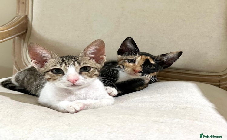 Arabian Mau cats - Advert 5