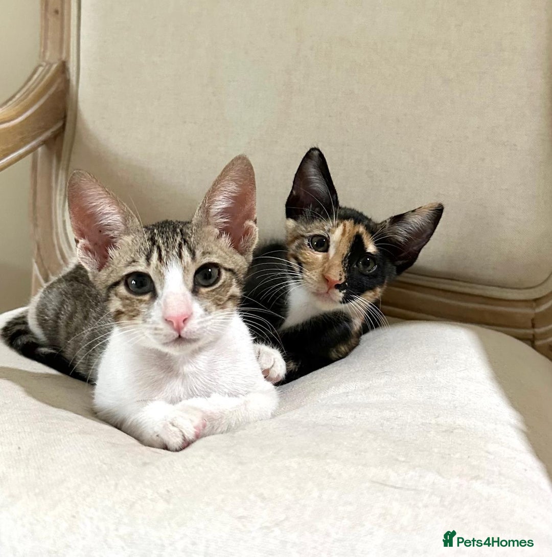 Arabian Mau cats for adoption: Pair of Indoor-Only Kittens for Adoption Together - Image 1
