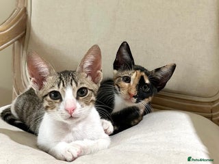 Arabian Mau cats - Advert 5