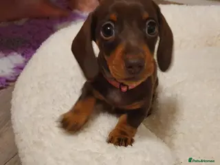 Miniature Dachshund dogs Smooth coat mini dachshunds - Advert 15