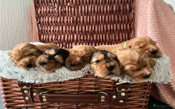 Cocker Spaniel dogs for sale: Champion bloodline KC Show Cocker Spaniel Puppies - Image 1