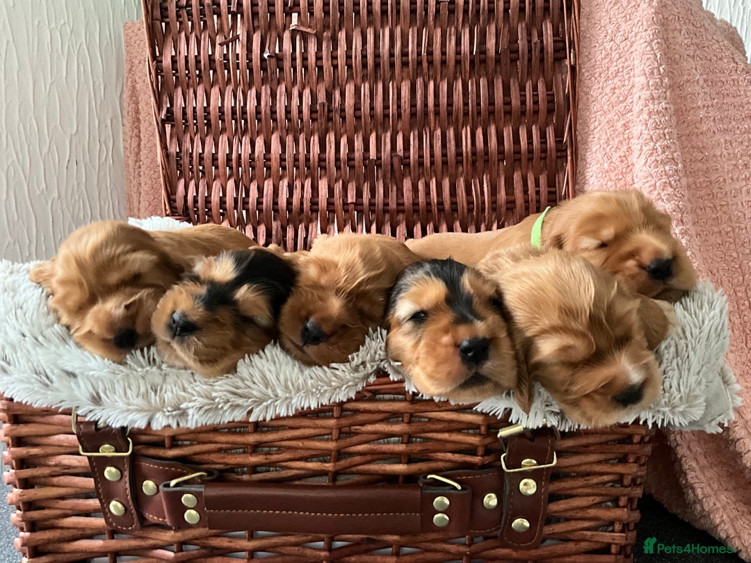 Cocker Spaniel dogs for sale: Champion bloodline KC Show Cocker Spaniel Puppies - Image 1