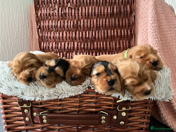 Cocker Spaniel dogs - Advert 3