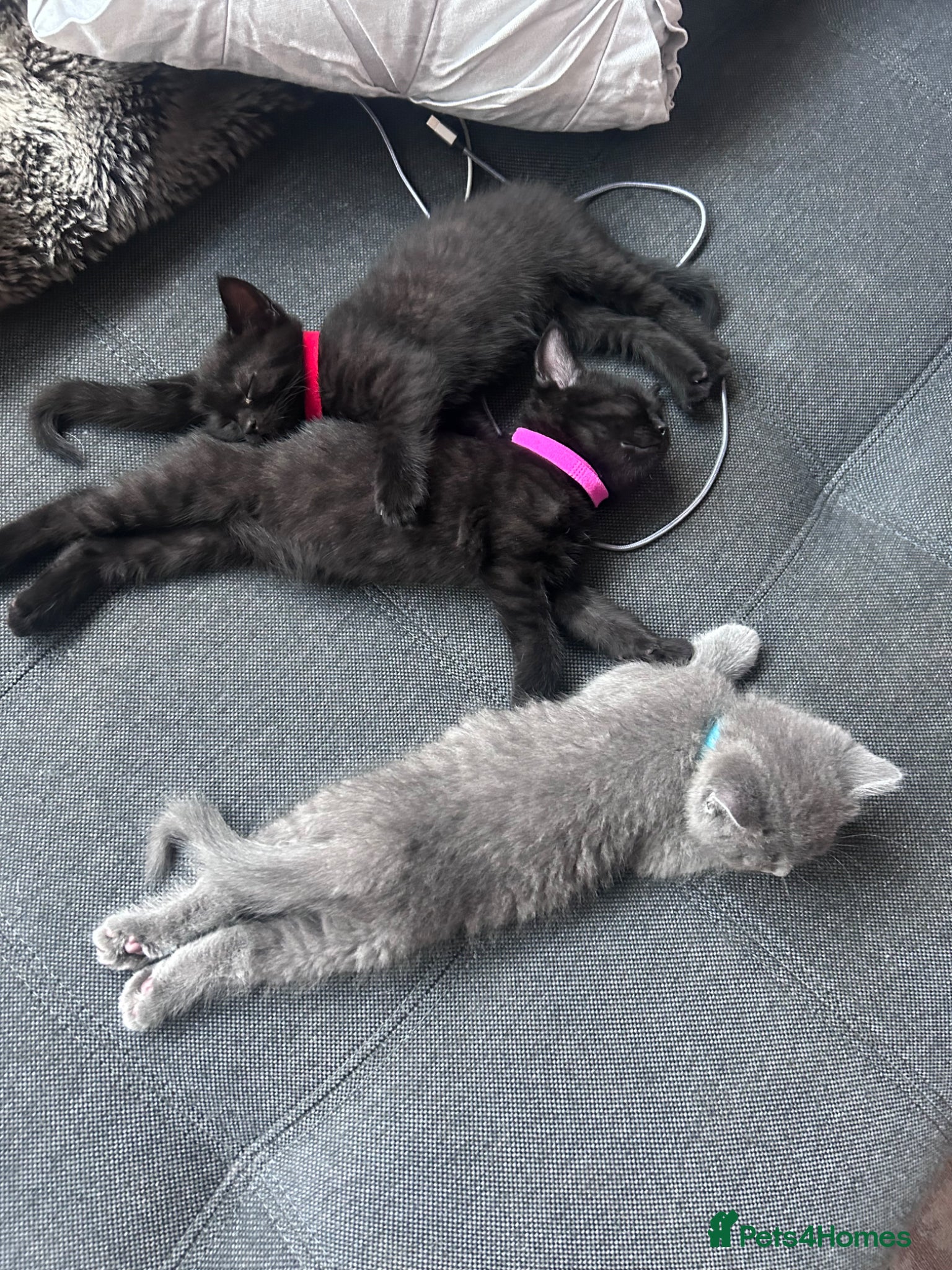 British Shorthair cats for sale: 5 British shorthair kittens  - Advert 9