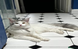 Mixed Breed cats for sale: Kittens 😸 MaineCoon x kittens READY TODAY ❤️😸🐈 - Image 14