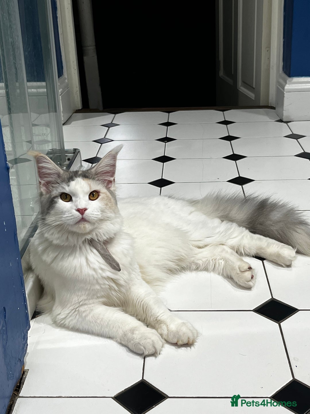 Mixed Breed cats for sale: Kittens 😸 MaineCoon x kittens READY TODAY ❤️😸🐈 - Image 14