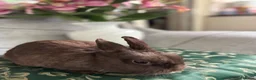 Netherland Dwarf rabbits for sale: choc brown Netherland dwarfs female adult - Advert 10