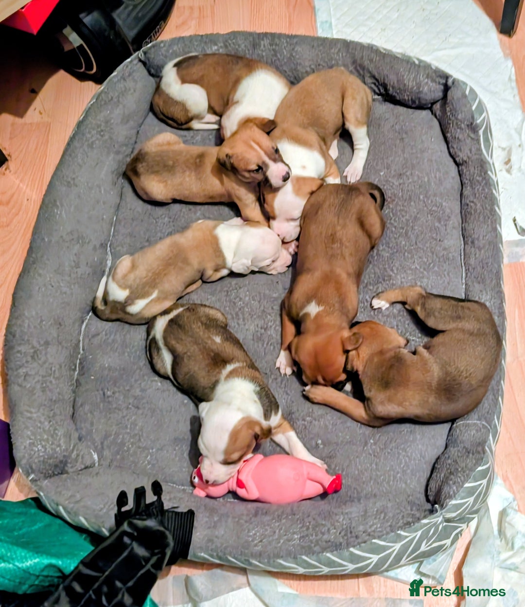 Mixed Breed dogs for sale: Staffy X pups  - Advert 4