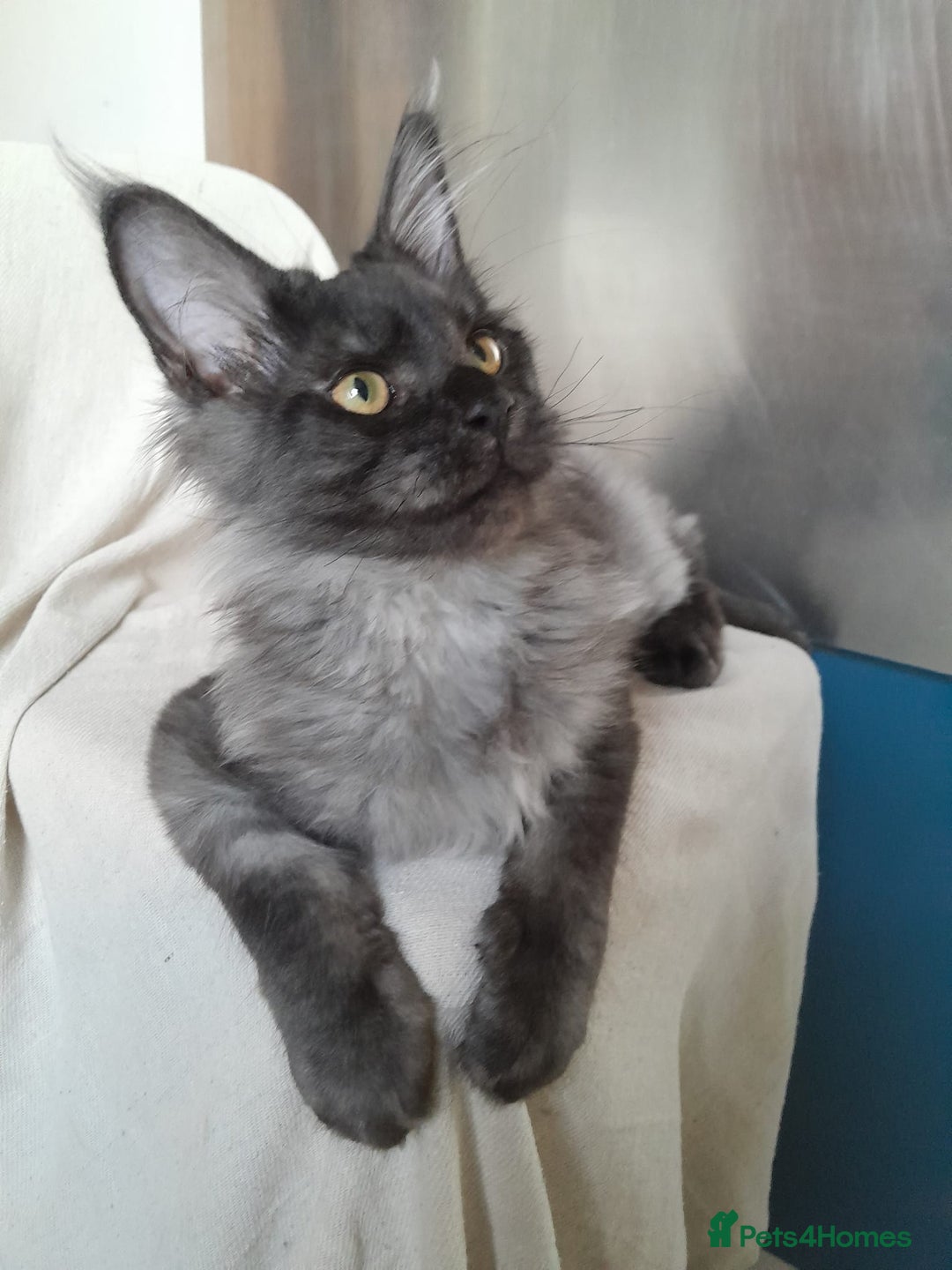 Maine Coon cats for sale: black smoke MaineCoon boy TICA reg - Advert 13