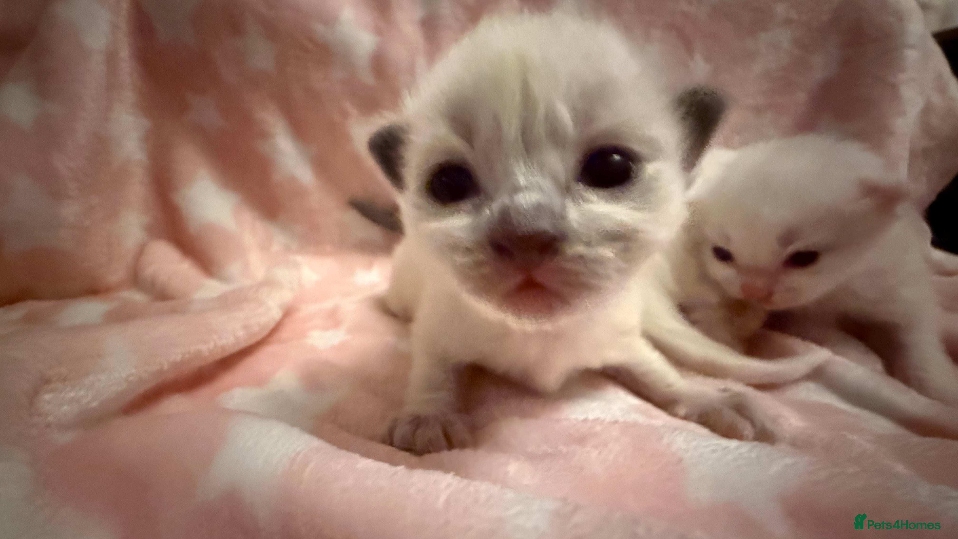 Ragdoll cats Stunning Ragdoll Kittens girl and boys  - Advert 3