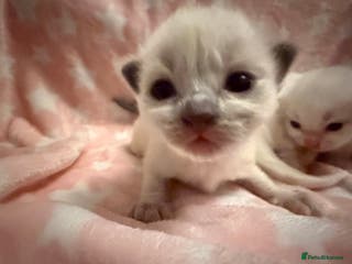 Ragdoll cats Stunning Ragdoll Kittens girl and boys - Advert 1