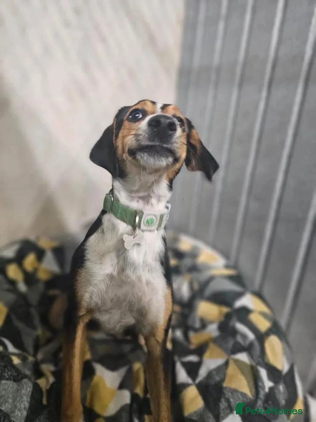 Mixed Breed dogs for adoption: Dotty - Advert 5