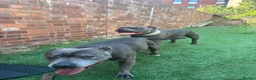 Staffordshire Bull Terrier dogs for sale: Blue Staffordshire bull terriers KC champion lines - Advert 10