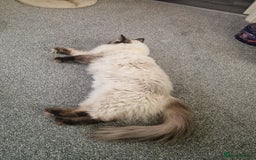 Ragdoll cats for sale: Pure Ragdoll (Retired 3yr Queen) - Image 2