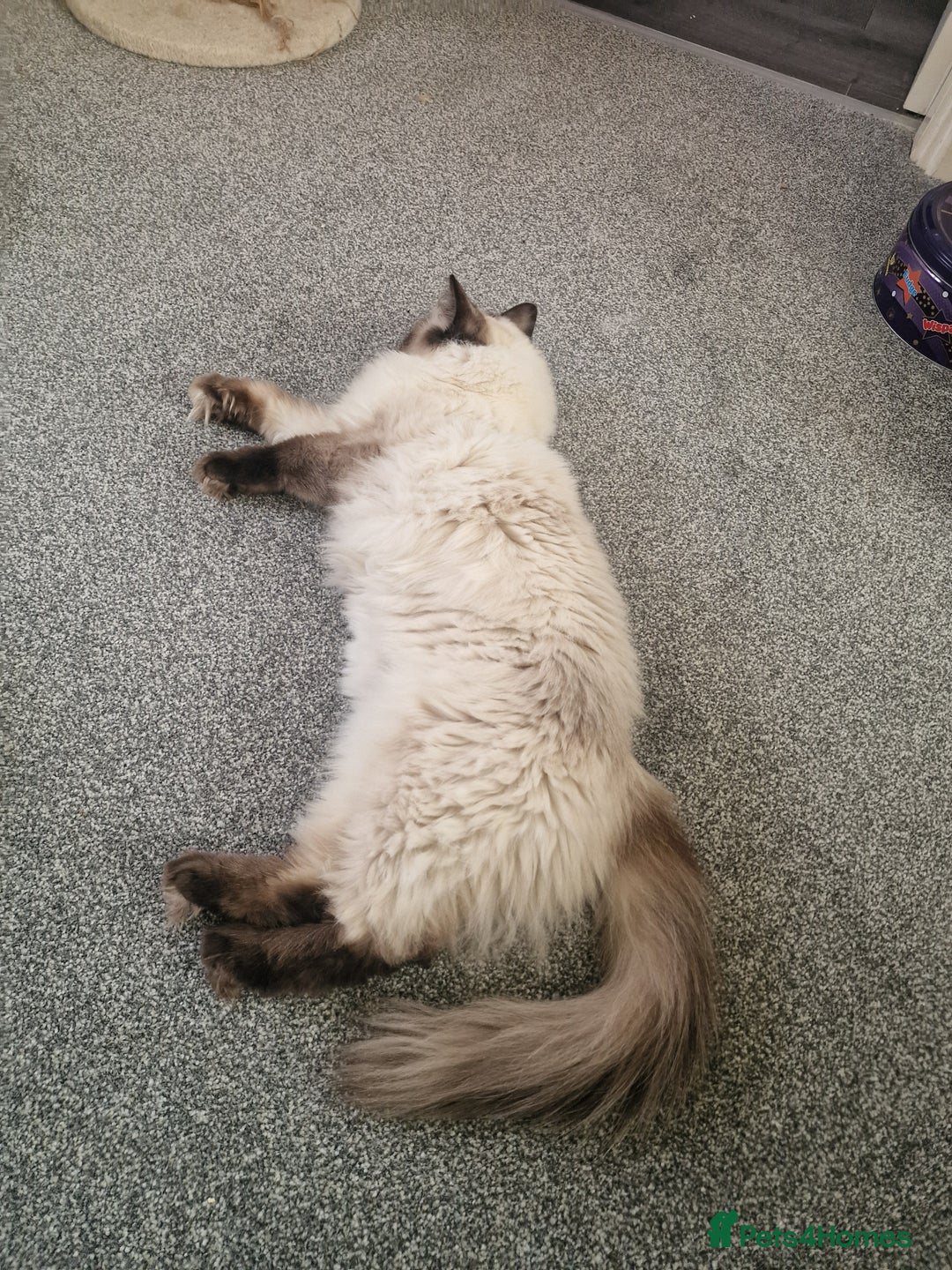 Ragdoll cats for sale: Pure Ragdoll (Retired 3yr Queen) - Image 2